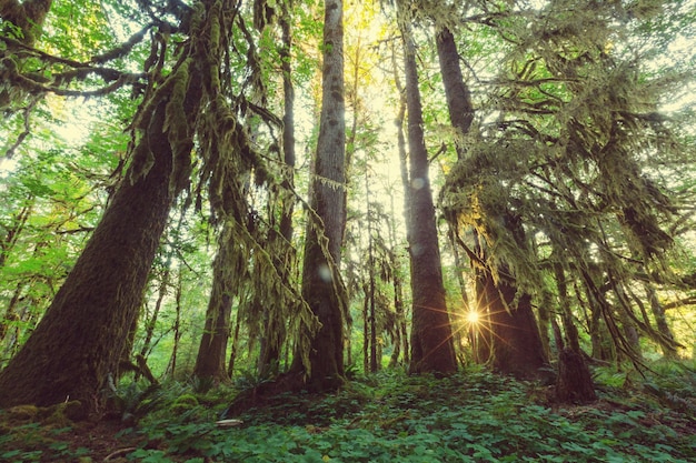 Fabulosa floresta tropical no Parque Nacional Olímpico, Washington, EUA. Árvores cobertas por espessa camada de musgo.