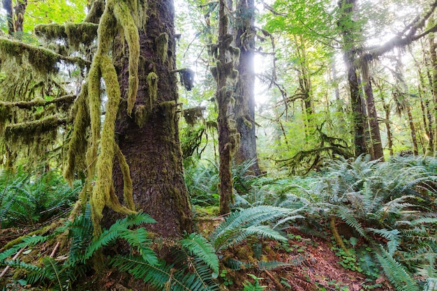 Fabulosa floresta tropical no Parque Nacional Olímpico, Washington, EUA.