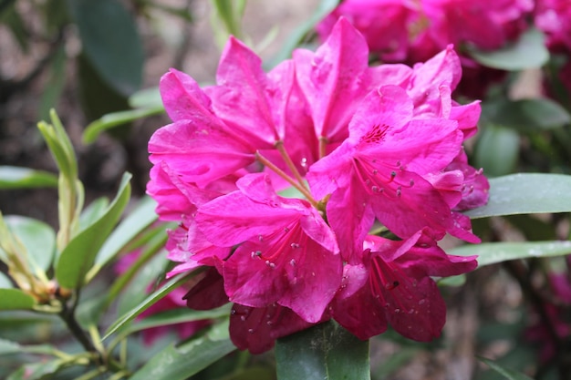 Una fabulosa inflorescencia rosa suave de rhodendron duerme y descansa en paz