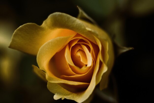 Fabulosa rosa amarilla y pétalos de rosa en macro en un ambiente apacible para postales sinceras o diseño