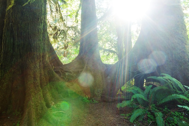 Fabulosa selva tropical en el Parque Nacional Olympic, Washington, Estados Unidos. Árboles cubiertos de una gruesa capa de musgo.