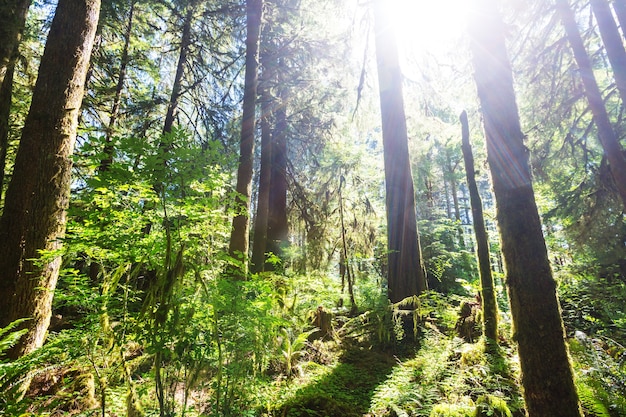 Fabulosa selva tropical en el Parque Nacional Olympic, Washington, Estados Unidos. Árboles cubiertos de una gruesa capa de musgo.