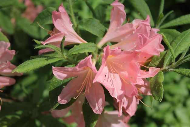 Una fabulosa y suave inflorescencia roja clara de rhodendron duerme plácidamente