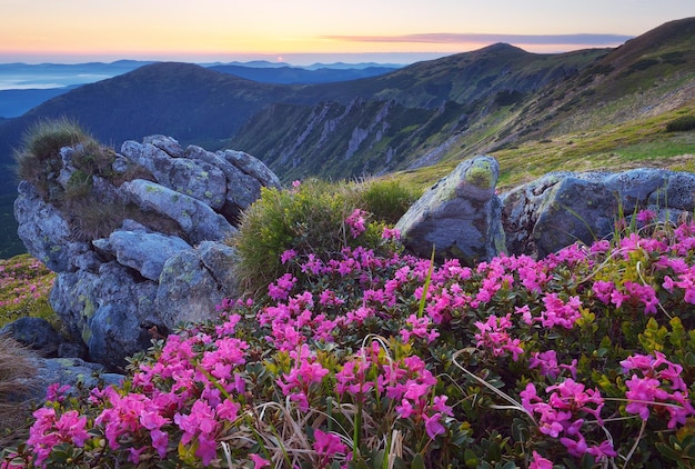 Foto fabuloso amanecer en las montañas. hermoso paisaje de verano con flores de rododendro. prado con flores rojas. montañas de los cárpatos, ucrania, europa