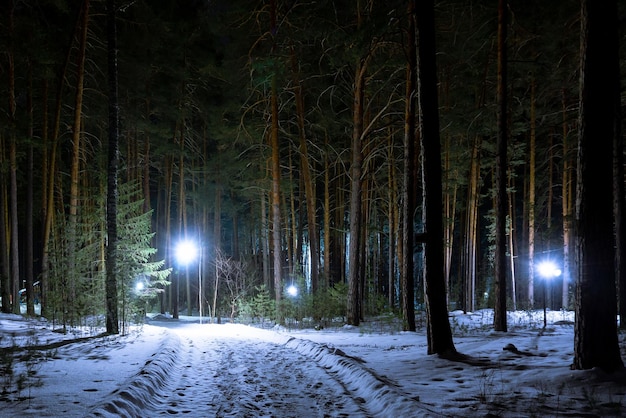 Un fabuloso bosque invernal iluminado por una guirnalda de faroles Pinos altos en el bosque invernal por la noche Camino a través del parque invernal por la noche Pinos verdes en la nieve blanca por la noche