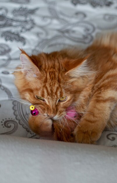 Fabuloso gatito maine coon jengibre jugando con un juguete en un sofá