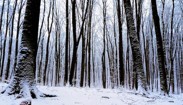 El fabuloso paisaje blanco de un bosque mágico con un camino nevado en los cálidos rayos del ris ...