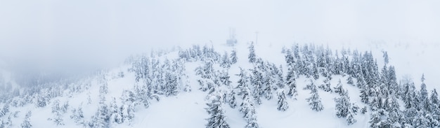 Fabuloso panorama coberto de neve de abetos