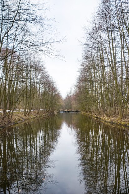 Un fabuloso puente sobre el río en el bosque.