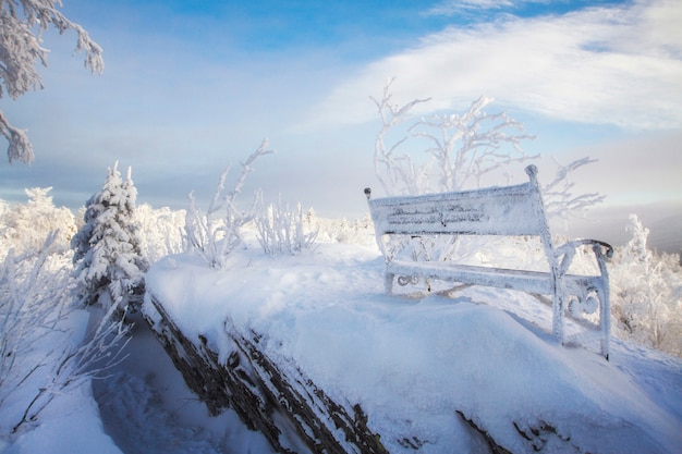 Fabulosos árboles en la nieve helada mañana en el bosque