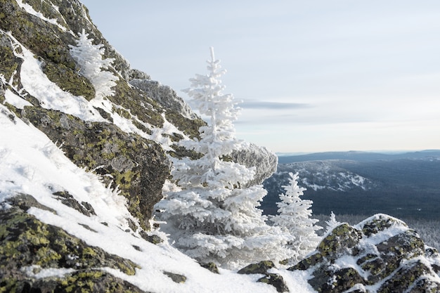 Fabulosos pinheiros brancos cobertos de neve fofa crescendo em pedras coloridas em uma montanha, em uma perspectiva de montanha.