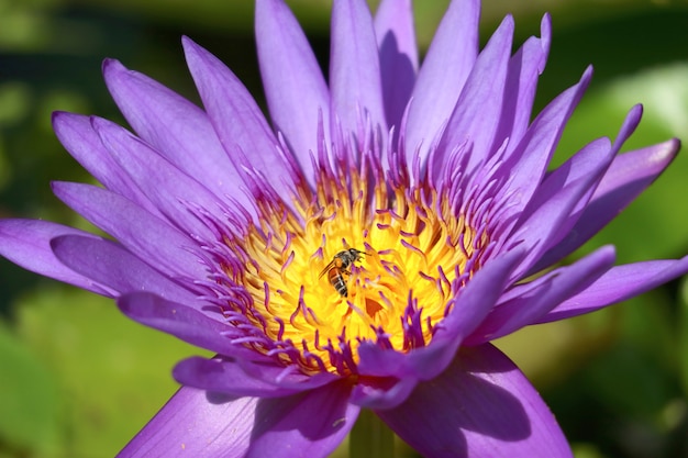 Faça um close de um lindo lírio de água azul roxo à luz do sol com uma abelhinha coletando néctar