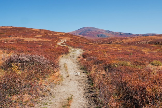 Faça uma rota através de um planalto de montanha no outono com arbustos de crescimento baixo. Muito longe, muito além da colina para o céu.