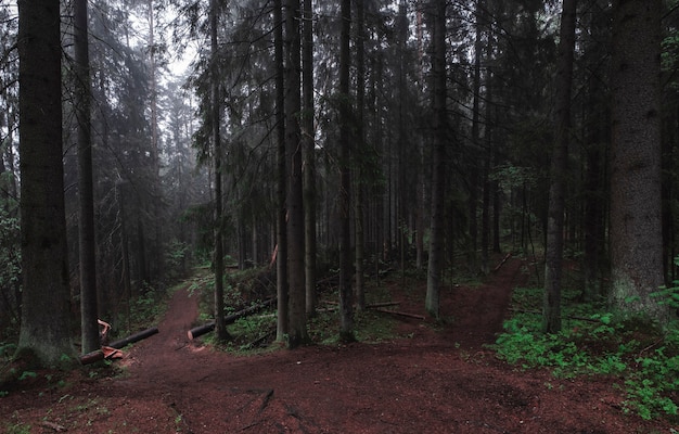 Faça uma trilha na floresta escura e enevoada da floresta mística. cenário temperamental