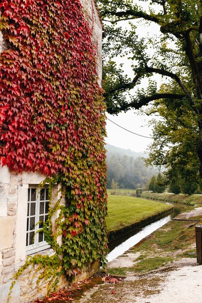 La fachada de un antiguo edificio francés está entrelazada con hiedra roja