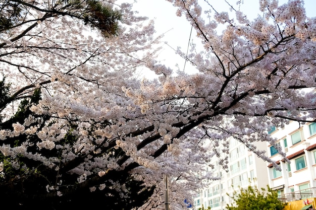 Fachada de la calle Haeundae en Busan, Corea.