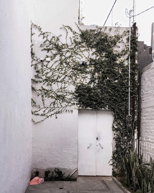 Fachada de una casa con plantas trepadoras hiedra creciendo en la pared