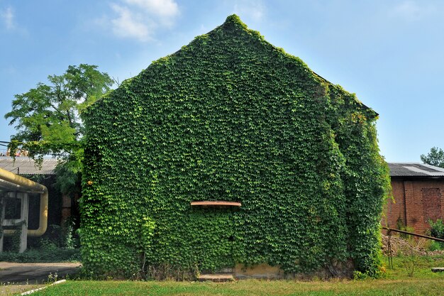 Fachada do prédio coberta com hera verde