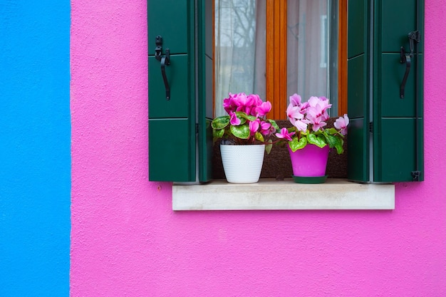 Fachada pintada de rosa y azul de la casa y ventana con flores rosas