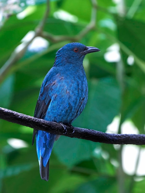 Foto fada asiática pássaro azul irena puella