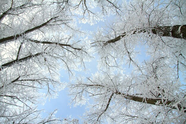 Fada da floresta de inverno nevado