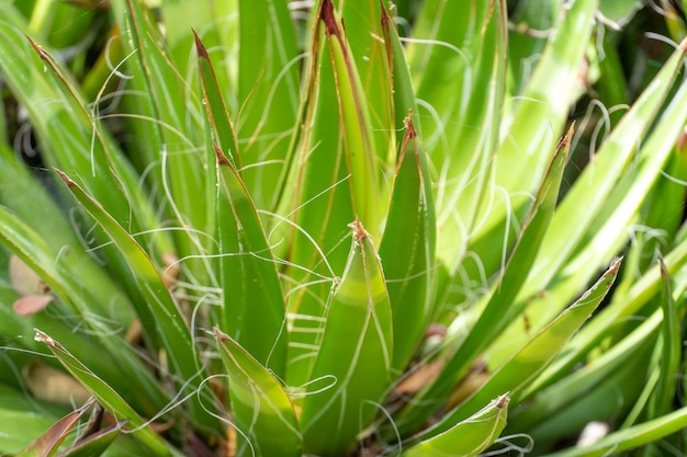 Faden-Agave Agave filifera, auch bekannt als Fadenblatt-Agave oder Haarige Agave aus Mexiko