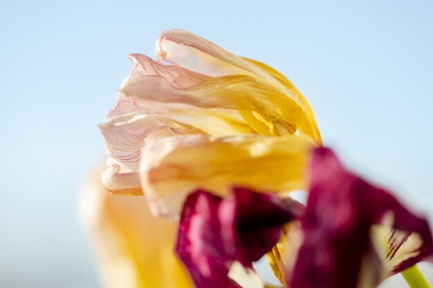 Fading tulpan flor closeup contra el fondo azul.