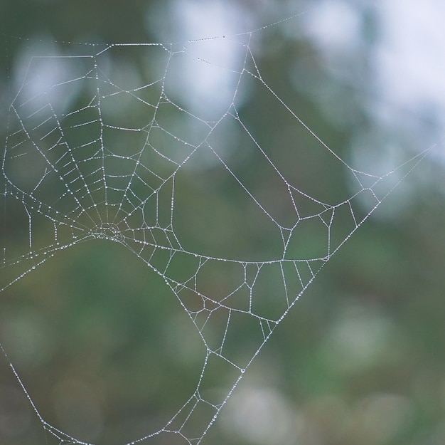 fällt auf das Spinnennetz in der Natur