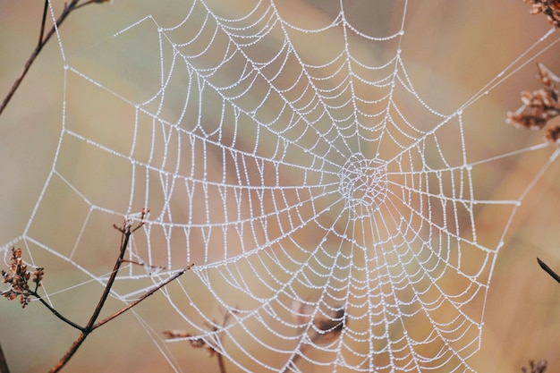 fällt auf das Spinnennetz