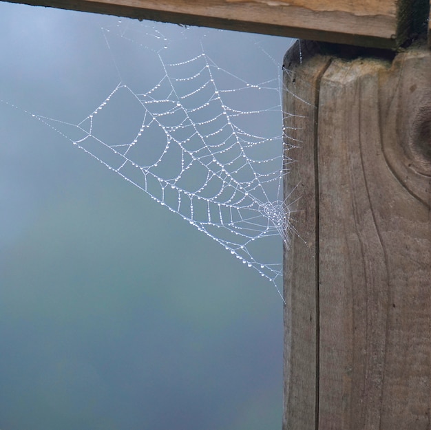 fällt auf das Spinnennetz