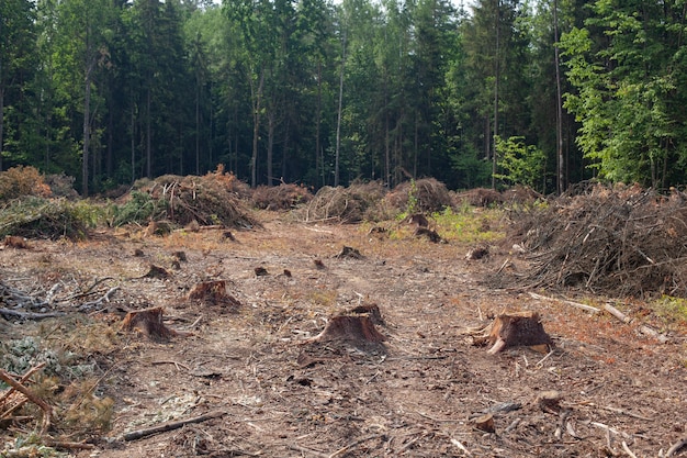 Fällte Kiefern im Wald. Abholzung und illegale Abholzung