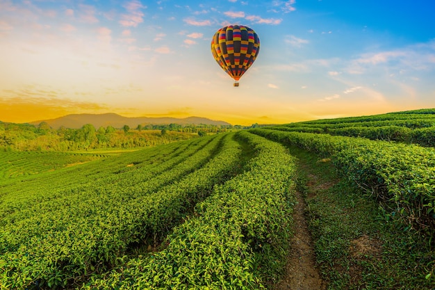 Färben Sie den Heißluftballon über der Teeplantage mit Gebirgshintergrund