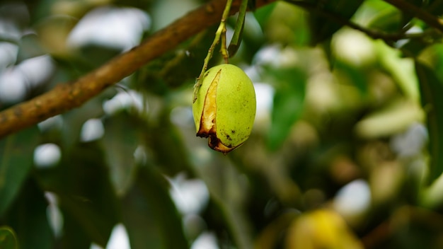 Fäule Mango im Baum