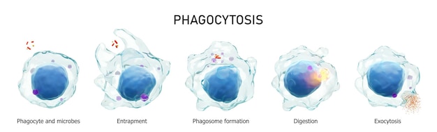 Fagocitose o processo passo a passo do macrófago está engolindo e matando micróbios fundo branco isolado conceito de imunidade médica renderização em 3d