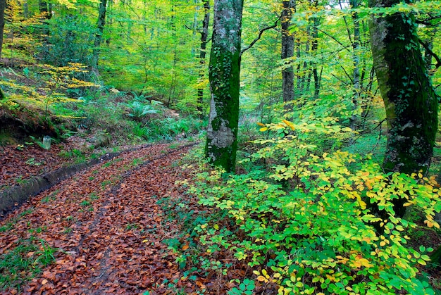 Fagus sylvatica de haya con hojas verdes y amarillas a principios del otoño