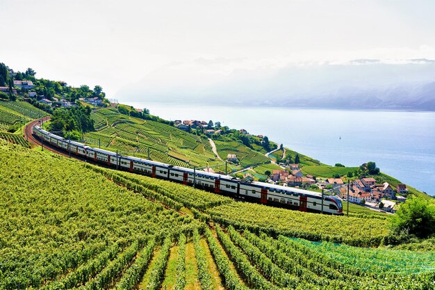Fahrender Zug auf dem Lavaux-Weinterrassen-Wanderweg in der Nähe des Genfer Sees und der Schweizer Alpen, Lavaux-Oron-Bezirk, Schweiz