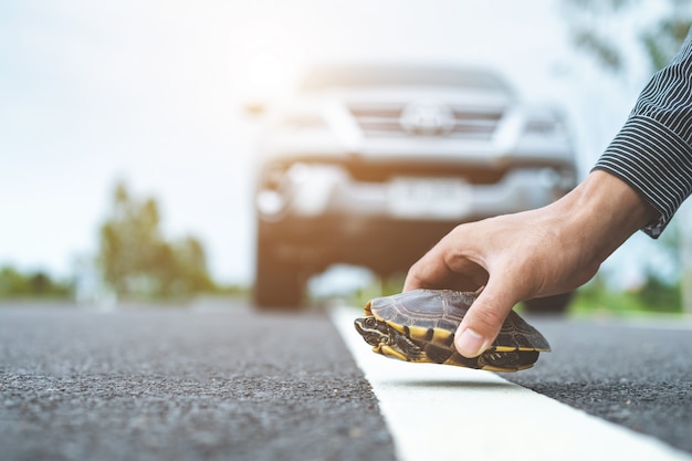 Fahrer stoppt das Auto und hilft Schildkröten auf der Straße