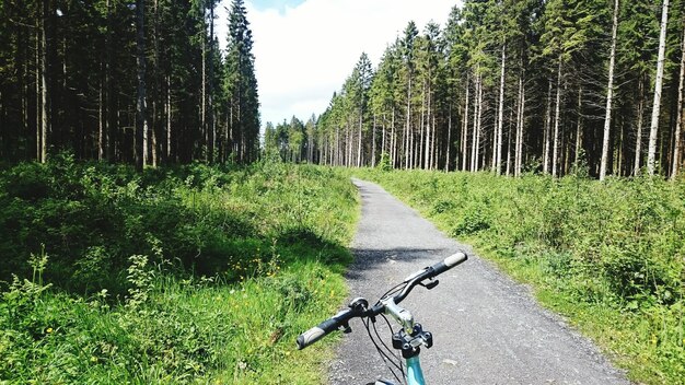 Foto fahrrad auf einer schotterstraße inmitten von bäumen im wald