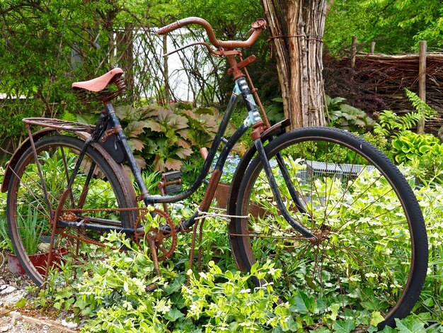 Fahrrad gegen Bäume