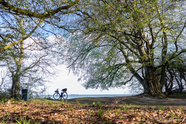 Fahrrad im Wald