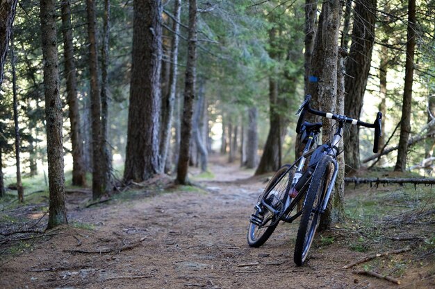 Foto fahrrad inmitten von bäumen im wald