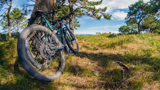 Fahrrad nahe einem Baum im Wald