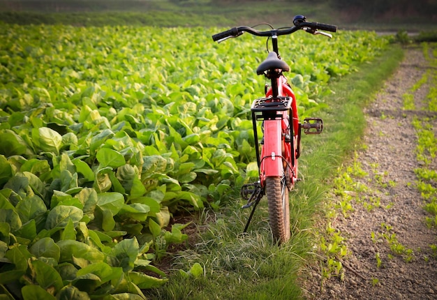 Fahrrad neben einem Bio-Spinatfeld