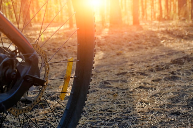 Fahrradrad auf dem Hintergrund des Pinienwaldes und des Sonnenuntergangs