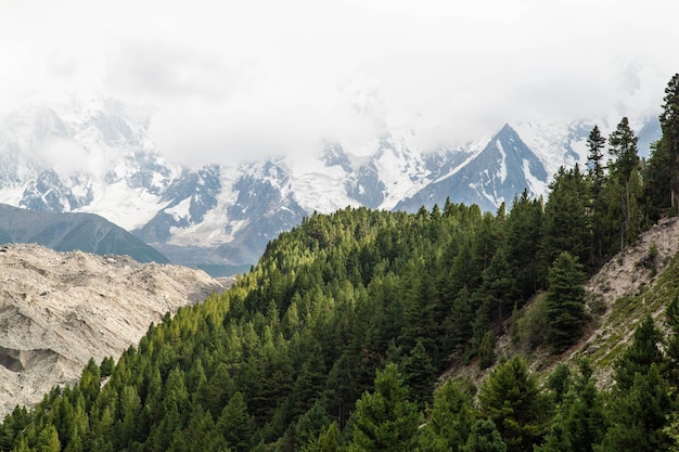 Fairy Meadows Nanga Parbat bela paisagem de floresta de belas árvores