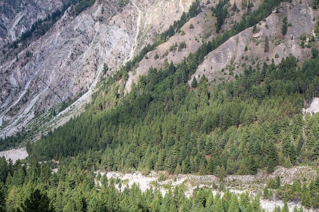 Fairy Meadows Nanga Parbat Schöne feine Bäume Waldlandschaft