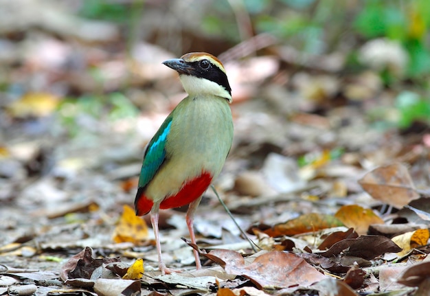 Foto fairy pitta pitta nympha hermosas aves de tailandia