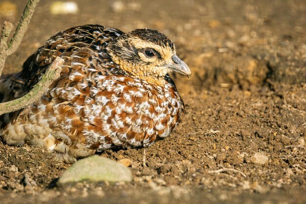 Faisán común hembra Phasianus colchicus sentado en el suelo mirando a la cámara