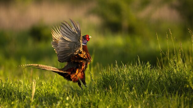 Faisán común macho lekking en la temporada de cortejo de primavera