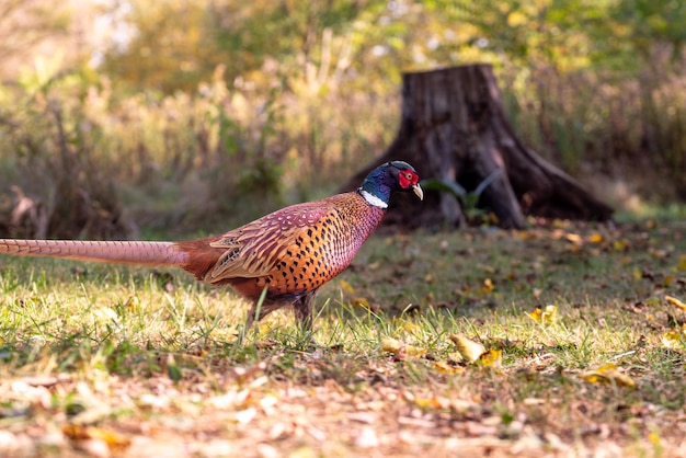 Foto el faisán común phasianus colchicus es un pájaro de la familia de los faisanes phasianidae